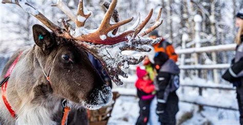 Rovaniemi Visite D Une Ferme De Rennes Avec Promenade En Tra Neau De