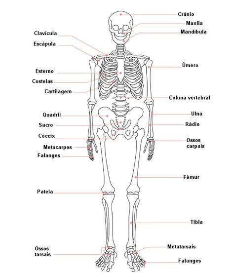 Fisioterapia y anatomía musculoesquelética comprensión detallada de la