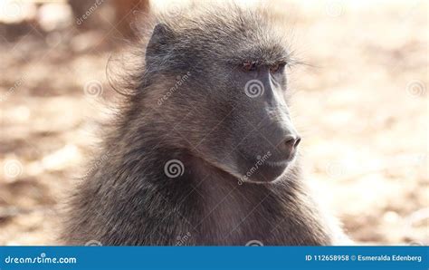 Chacma baboon stock photo. Image of chacma, portrait - 112658958