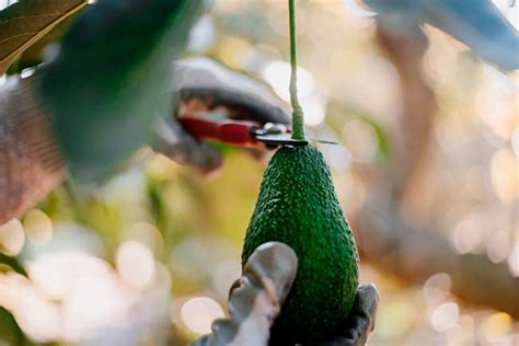 Cómo cultivar aguacate en casa Guía completa sobre el cultivo de aguacate