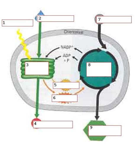 Photosynthesis Diagram Diagram Quizlet