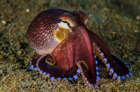 Octopuses You Cant Even Believe Are Real Octopus Photos Octopus