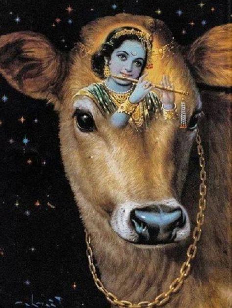 Sacred Cow : r/Cows