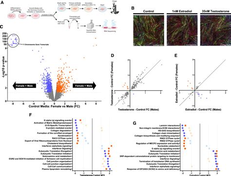 Impact Of Biological Sex And Sex Hormones On Molecular Signatures Of Skeletal Muscle At Rest And