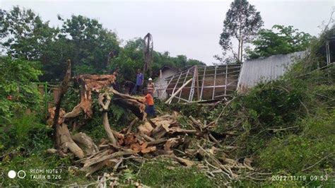 Hujan Angin Di Sleman Pohon Beringin Jumbo Di Seyegan Sleman Tumbang