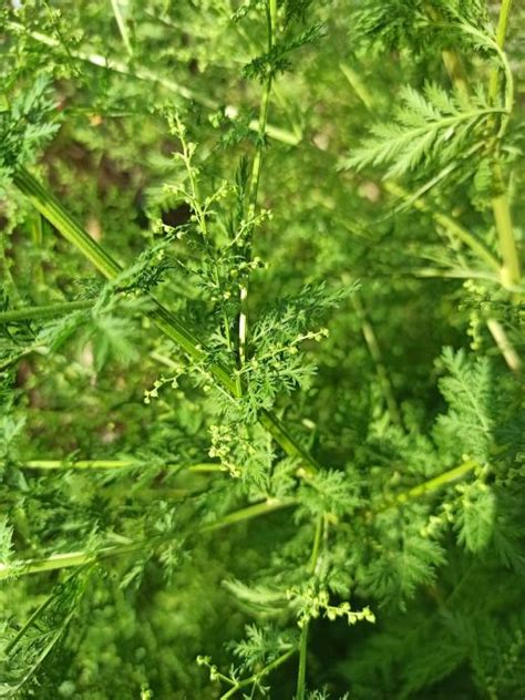 Slatki Pelin Artemisia Annua Sjeme Sjemenke