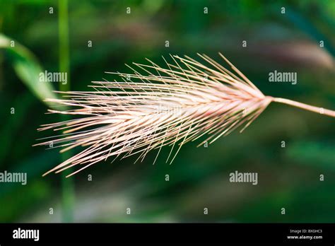 Spikelet grass hi-res stock photography and images - Alamy