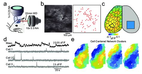 Dual 2 Photon Mesoscopic Imaging In Awake Head Fixed Mice A