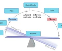 A And P Concept Map Map