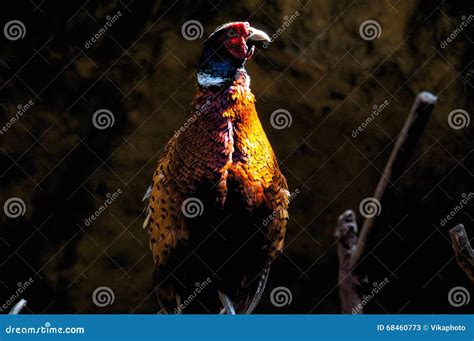 Chicken Stock Image Image Of Chicken Eating Hens Corn 68460773