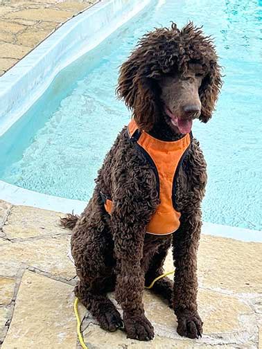 Royal Standard Poodle Brown Keiko