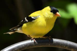 Iowa State Bird – Eastern Goldfinch – 50States.com – 50states