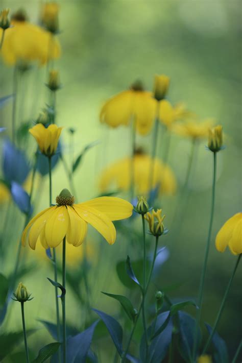 Kostenlose foto Natur blühen Feld Wiese Prärie Sonnenlicht