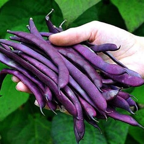 Purple Podded Pole Bean Phaseolus Vulgaris Rare Heirloom Vegetable