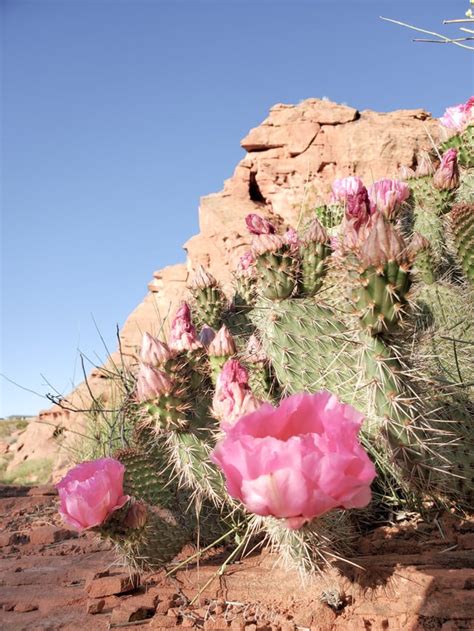 Cactus Flowers, St. George, Utah. [3024x4032] [OC]. : r/EarthPorn