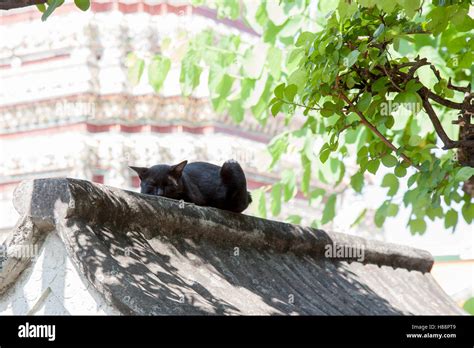 sleeping black cat Stock Photo - Alamy