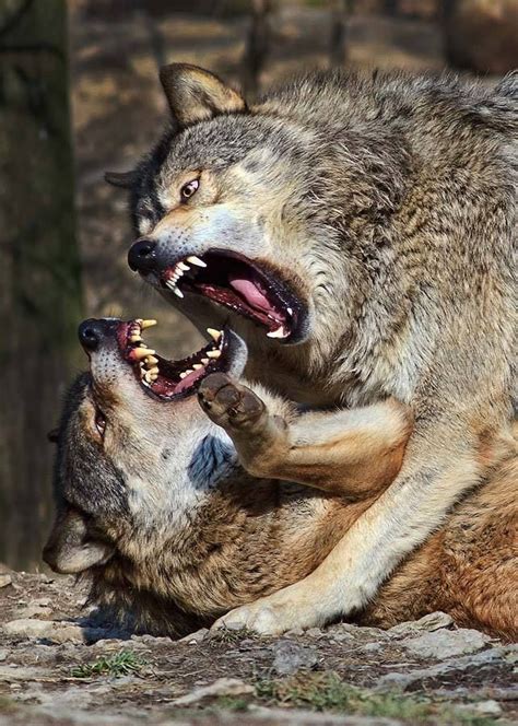 Save the Wolves! | Wolf dog, Wolves fighting, Wild dogs