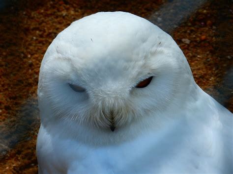 burung hantu snowy owl putih foto gratis  pixabay