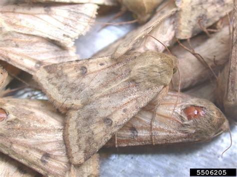 Corn Earworm As A Pest Of Field Corn Land Grant Press