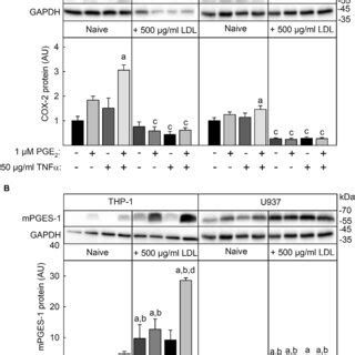 Modulation of TNFα PGE2 or TNFα and PGE2 induced COX 2 and mPGES 1