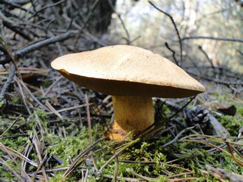 Ma Lak Pstry Suillus Variegatus Forum Nagrzyby Pl