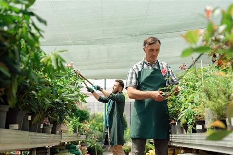 Premium Photo Man Gardener Taking Care Of Roses In Garden Center