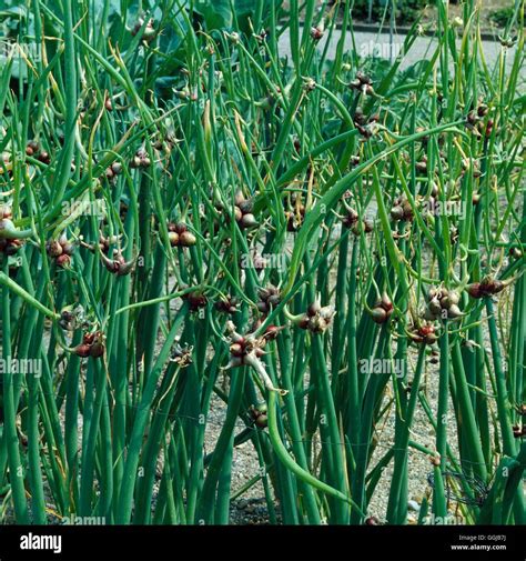 Tree Onion Allium Cepa `proliferum Her043247 Stock Photo Alamy