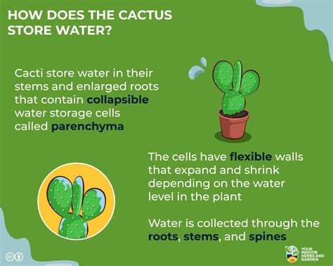 How Does The Cactus Store Water Unique Adaptations Your Indoor Herbs