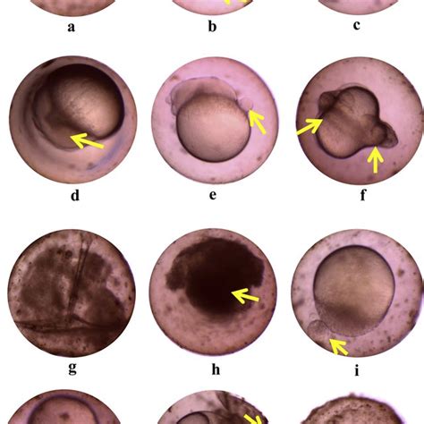 Deformity Observed In Embryos Of Zebrafish Exposed To Sumithion A