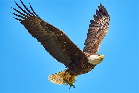 Animals Native To Mississippi