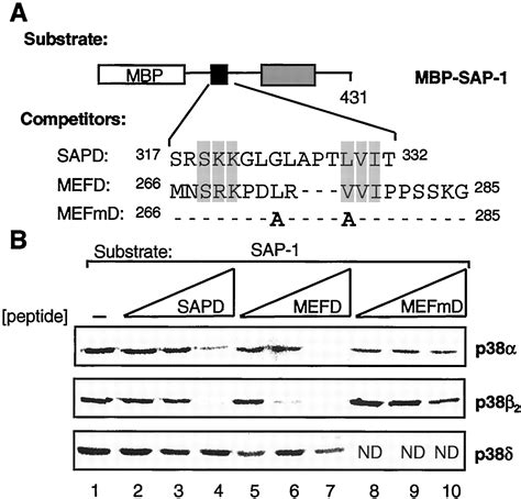 Selective Targeting Of Mapks To The Ets Domain Transcription Factor Sap