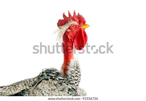 Naked Neck Rooster Isolated Closeup Stock Photo Shutterstock
