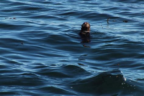 California Sea Otter Female Enhydra Lutris Nereis Female Flickr