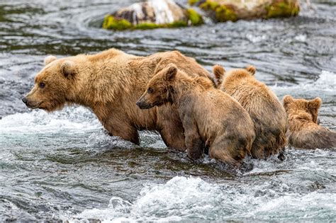 Mother and Bear Cubs Salmon Fishing in Alaska Wildlife Fine Art ...