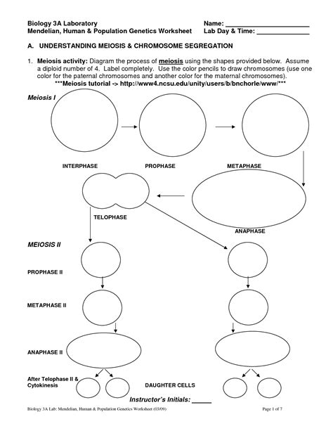 14 Genetics And Meiosis Worksheet