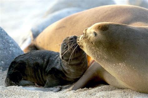 Galápagos Sea Lion – "OCEAN TREASURES" Memorial Library