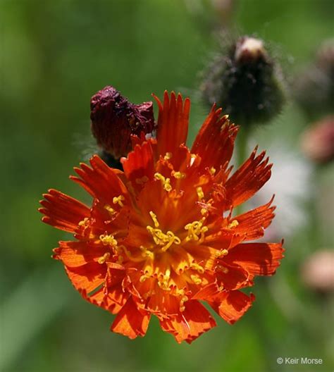 Hieracium Aurantiacum Profile California Invasive Plant Council