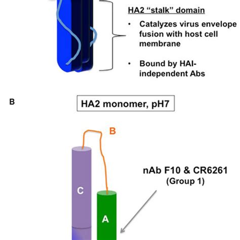 Neutralizing antibody binding to hemagglutinin. (A) Gross structure of ...