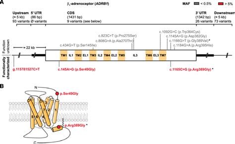 Nonsynonymous Variations In The Human B Adrenoceptor A Adrb Gene