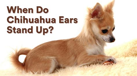 When Do Chihuahuas Ears Stand Up? [Or Why Not!] - AtractivoPets
