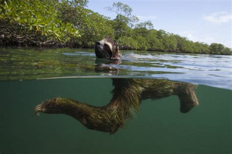 Threats to Sloths and their Jungle Home - The Sloth Conservation Foundation