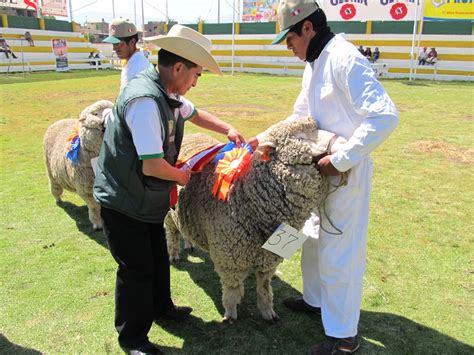 Agro Jun N Casaracra Y Pachacayo Campeones En Ovinos Raza Jun N En