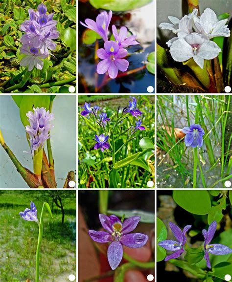 a. Eichhornia crassipes; b. Eichhornia diversifolia; c,d. Eichhornia ...