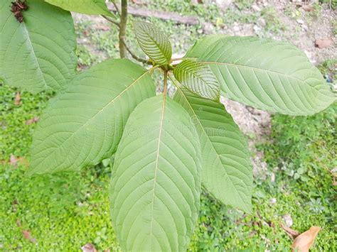 Ketum Leaf Plant or Mitragyna Speciosa Stock Photo - Image of mitragyna ...