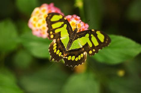 malachite butterfly picture  hd     lovepik