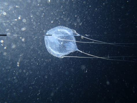 Box jellyfish season - divinginfo.mt