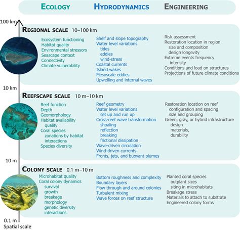 Coral Restoration For Coastal Resilience A Decision Support Framework