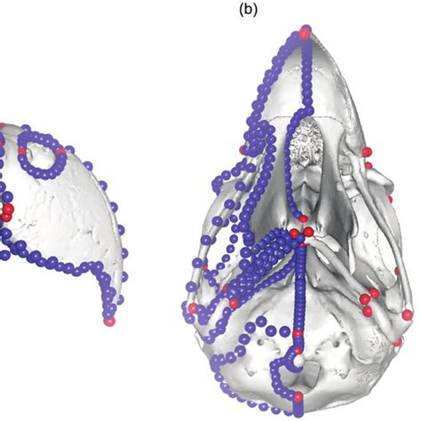 Anatomical Landmarks Blue And Semilandmark Curves Red Applied To Download Scientific