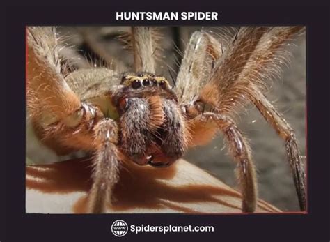 What is a Huntsman Spider? (Heteropodidae) - The Ultimate Guide