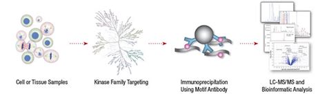 Phosphoscan Phosphorylation Proteomics Cell Signaling Technology